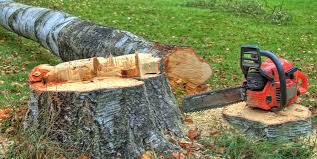 Tree and Shrub Care in Lake Lorraine, FL