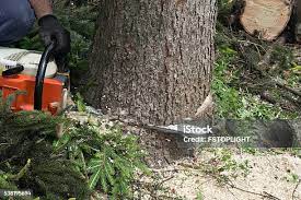 How Our Tree Care Process Works  in  Lake Lorraine, FL