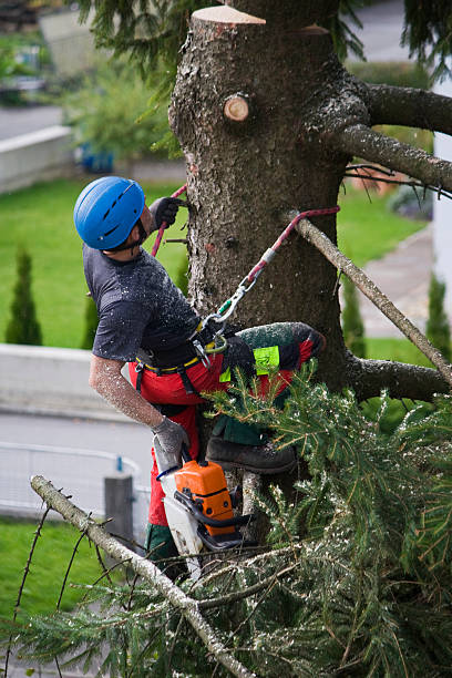 Reliable Lake Lorraine, FL Tree Removal Solutions